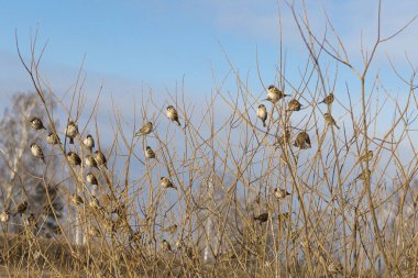 Gün ışığı. Bir sürü dalı olan büyük bir çalı. Bir sürü gri serçeleri var. Rengi var..