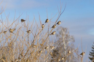 Gün ışığı. Bir sürü dalı olan büyük bir çalı. Bir sürü gri serçeleri var. Rengi var..
