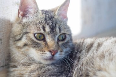 Yüzeyin derinliği. Kedi. Burnuna odaklan. Yakın plan.