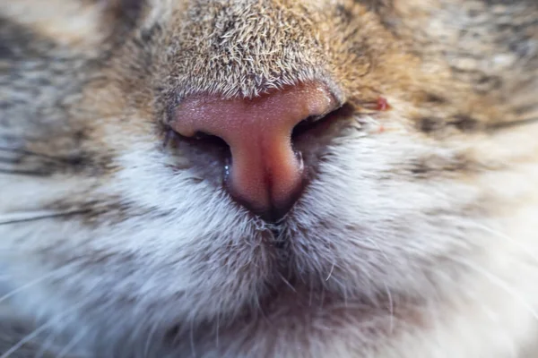 Profundidad Campo Superficial Cat Concéntrate Nariz Primer Plano —  Fotos de Stock