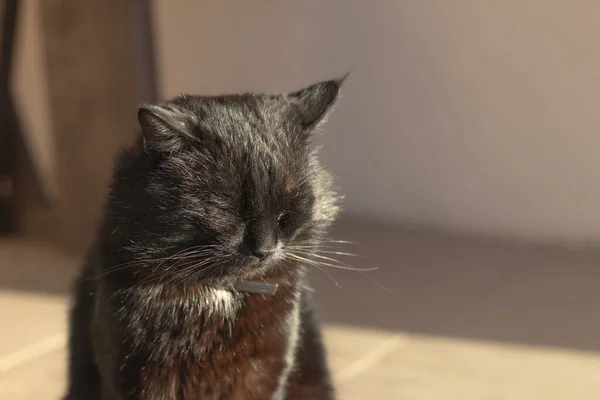 Alumbrado Público Brillante Sol Las Sombras Gato Negro Está Sentado —  Fotos de Stock