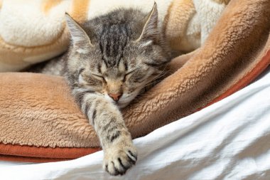 Battaniyeye sarılıp uyuyan evcil kedi. Yakın plan. Sadece yüzü görünüyor.