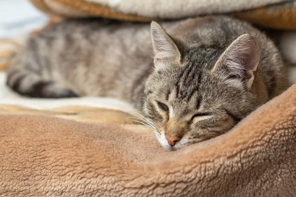 Σπιτική Γάτα Τυλιγμένη Κουβέρτα Και Κοιμάται Κοντινό Πλάνο Μόνο Πρόσωπο — Φωτογραφία Αρχείου