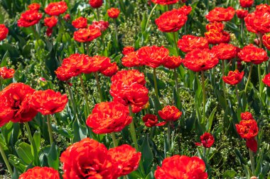 Gün ışığı. Parlak güneş. Kırmızı laleler çiçek açtı. Kırmızı halı.