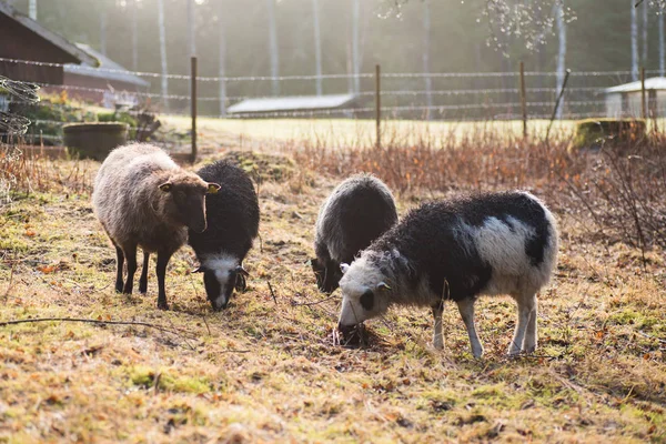 Овцы едят траву рано утром — стоковое фото