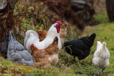 Bir liste ile birkaç tavuk yiyecek arayan