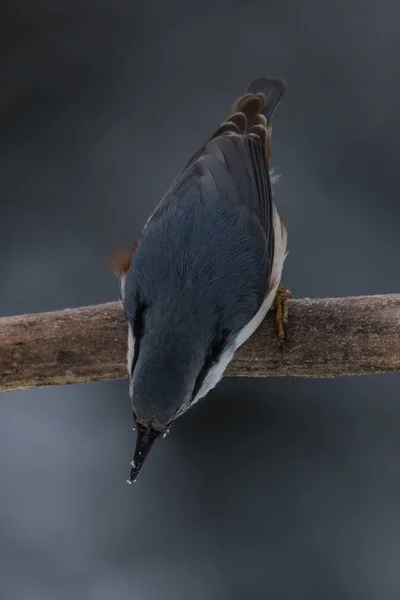 A nuthatch hanging up side down — Stock Photo, Image