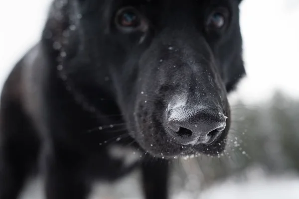 Bir kara köpeğin lens arıyorum