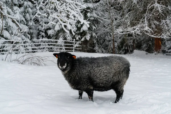 Овцы, идущие по снегу на ферме — стоковое фото