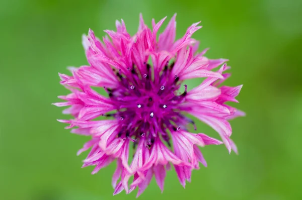 Fotografie macro a unei flori sălbatice — Fotografie, imagine de stoc