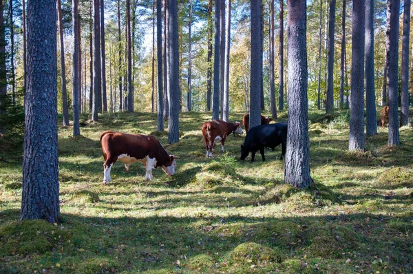 Корова ходить і їсть фуа в лісі — стокове фото