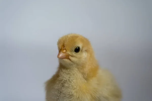 Poulet jaune debout dans un environnement blanc — Photo