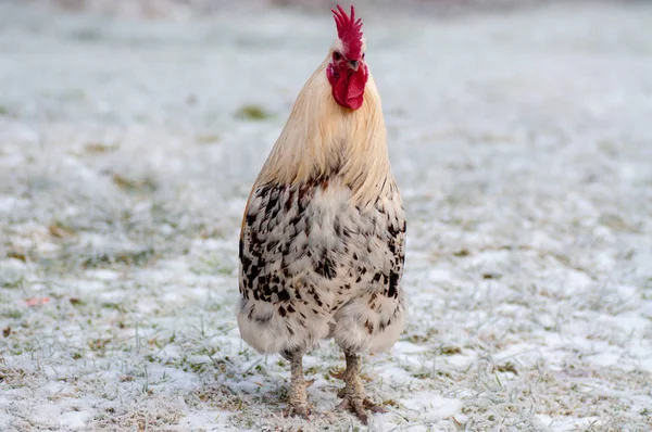 Κοτόπουλο με τα πόδια έξω στο χιόνι στη Σουηδία — Φωτογραφία Αρχείου