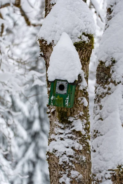 Neve Telhado Uma Casa Pássaros Verdes Uma Árvore Varmland Suécia — Fotografia de Stock