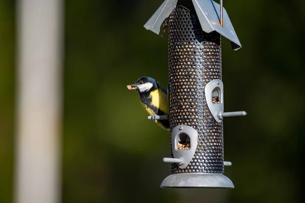 Kleine Vögel fressen von einem Vogelfutterhäuschen — Stockfoto