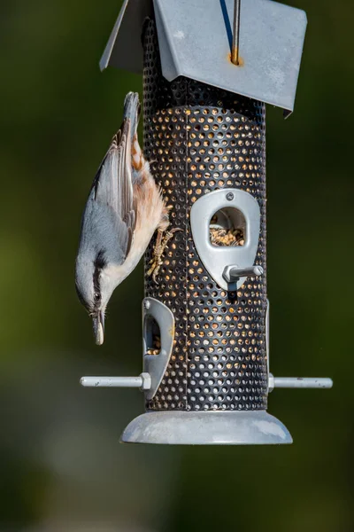 Kleine vogels die eten van een vogelvoeder — Stockfoto