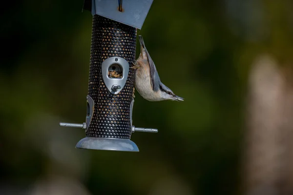 Pequenos pássaros comendo de um alimentador de pássaros — Fotografia de Stock