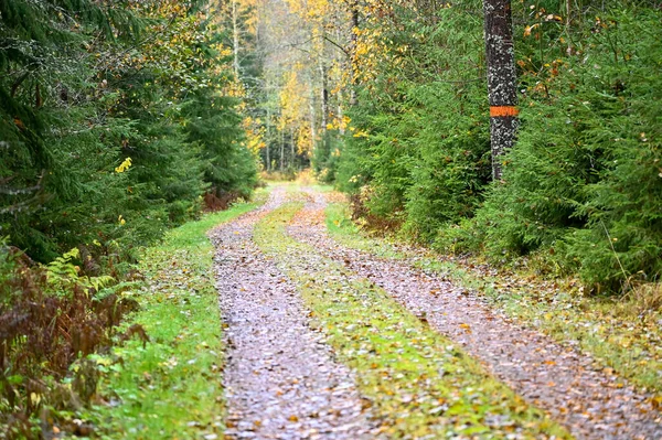 Trail melalui hutan di Swedia ditandai dengan warna oranye — Stok Foto