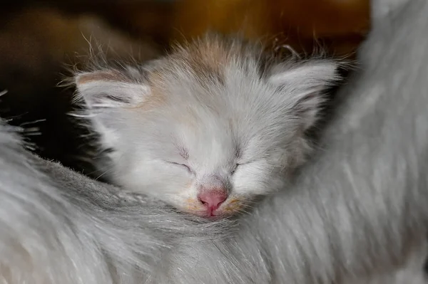 Котенок-сибиряк в шведском доме — стоковое фото