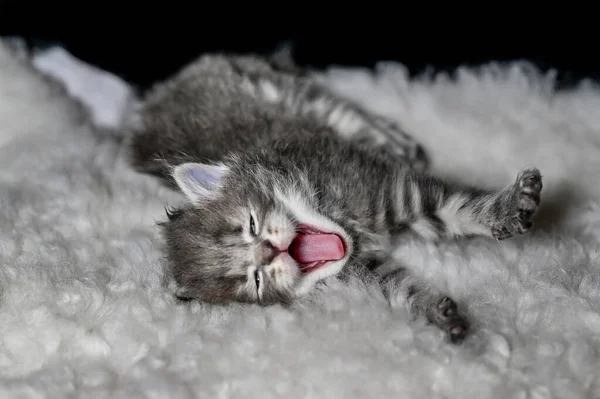 Sibirische Katze junges Kätzchen in schwedischem Haus — Stockfoto