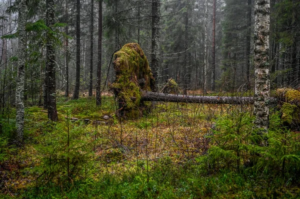 Meevaller in een nat bos bij Nykroppa Varmland Zweden — Stockfoto