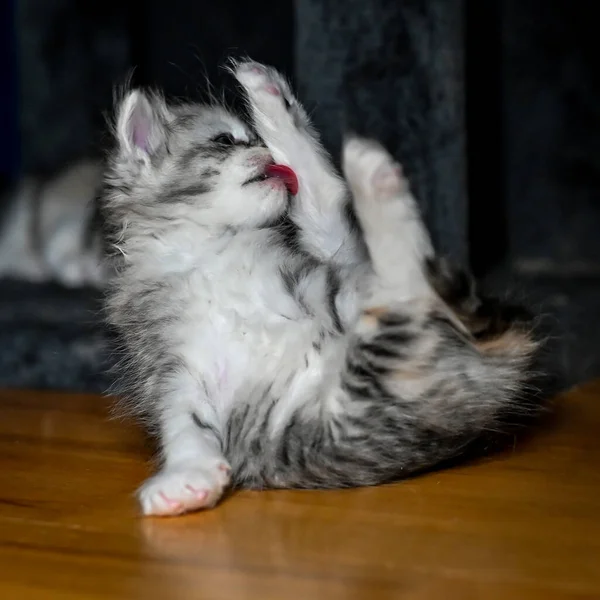 Sibirische Katze junges Kätzchen in schwedischem Haus — Stockfoto