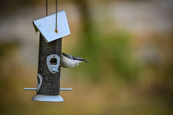 Nuthatch kuş yemliğinde tohum yiyor.