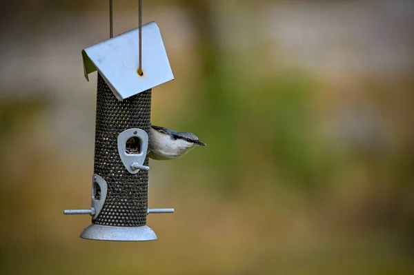 Kleiber frisst Samen am Vogelfutterhäuschen — Stockfoto