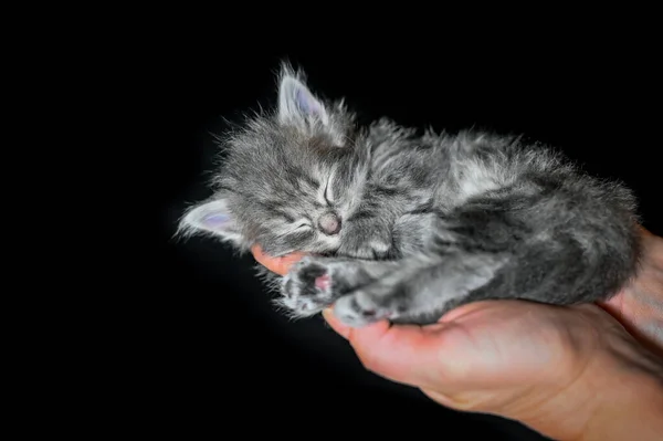 Sibirian cat young kitten in a swedish home — Stock Photo, Image