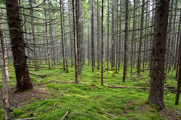 Gammalt torrt trä och grön mossmark — Stockfoto