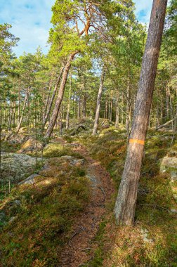 Ağaçların etrafında turuncu şeritlerle işaretlenmiş orman yolu