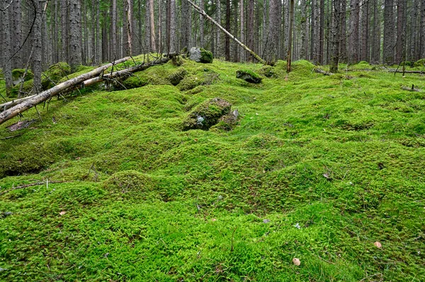Eski kuru odun ve yeşil yosun toprağı