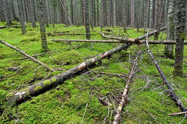 Viejo suelo de madera seca y musgo verde — Foto de Stock