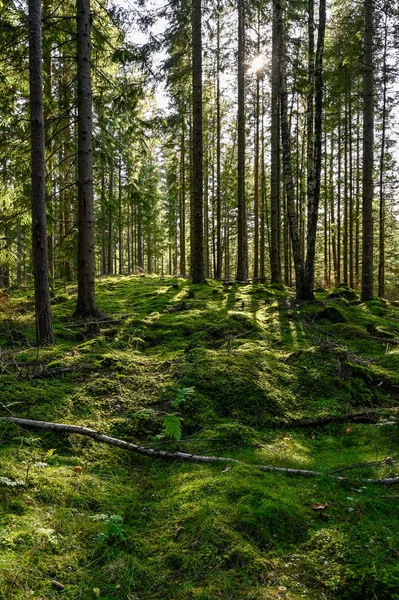 Achtergrondverlichting door Zweeds bos in Varmland Zweden — Stockfoto