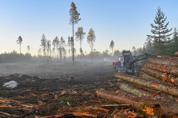 Troncos de árboles apilados en la zona de corte en Suecia — Foto de Stock