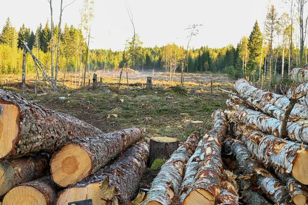 Troncos de árboles apilados en la zona de corte en Suecia — Foto de Stock