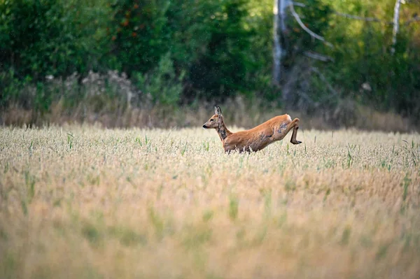 Roe deer jumping through a field in a summer evening — ストック写真