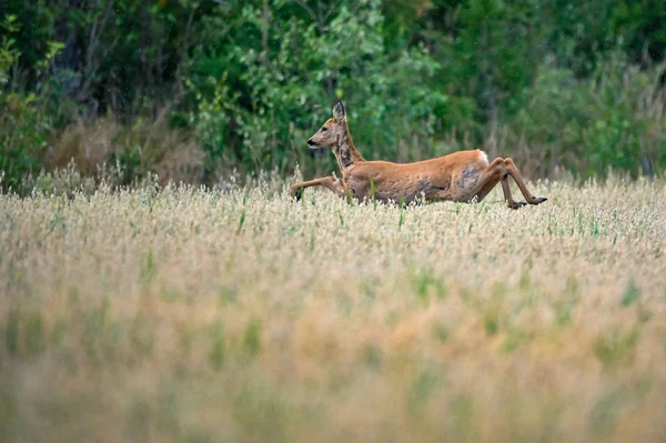 Roe deer jumping through a field in a summer evening — ストック写真