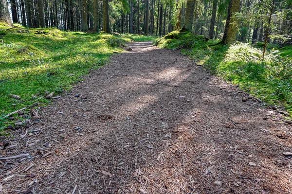 Pistas de entrenamiento a través del bosque verde de verano en Suecia — Foto de Stock