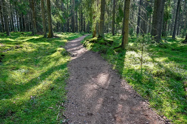 Trainingspfade durch grünen Sommerwald in Schweden — Stockfoto