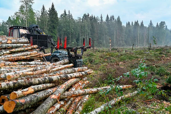 Pila de troncos cerca de un área de corte — Foto de Stock