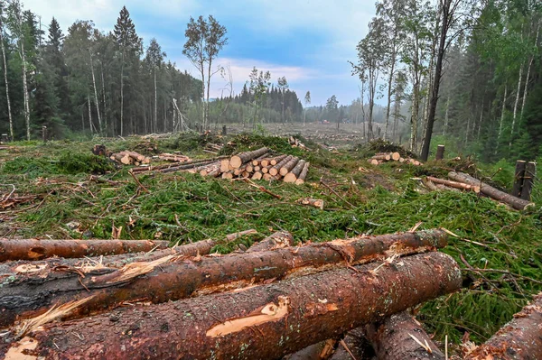 Pila de troncos cerca de un área de corte — Foto de Stock