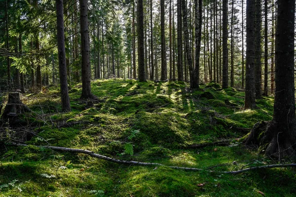 Luz de fundo através da floresta sueca em Varmland Suécia — Fotografia de Stock