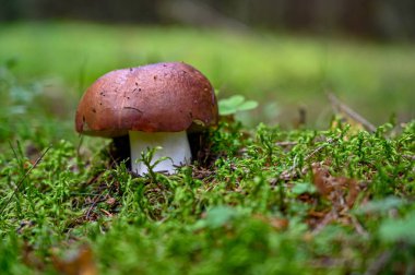 İsveç ormanında kahverengi ve beyaz mantar