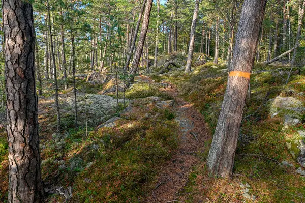 Sendero del bosque marcado con banda naranja alrededor del árbol — Foto de Stock