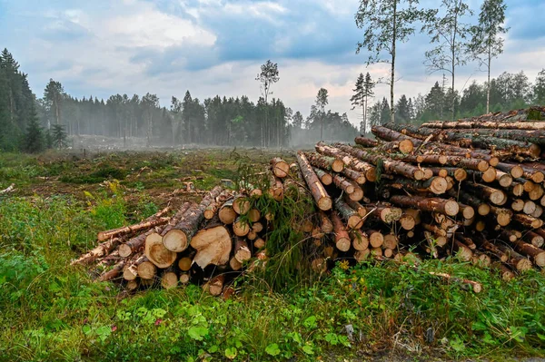 Kesme alanının yakınındaki odun yığını