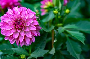 İsveç 'te yeşil bir evde pembe yıldız çiçekleri.