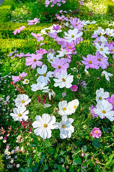 Flowers in a flowerbed in a Swedish garden — Stock Photo, Image