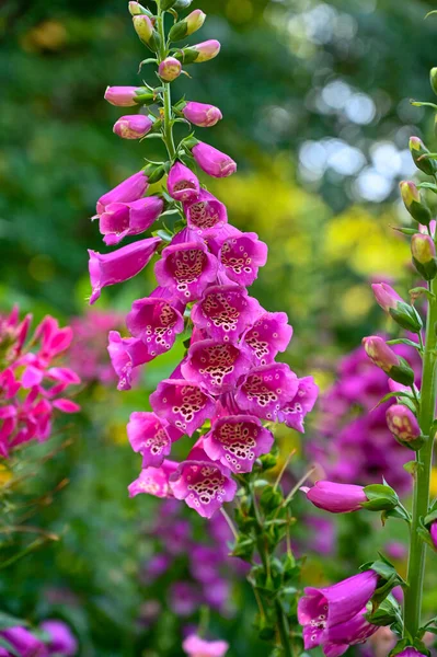 Nahaufnahme von lila Fingerblumen im Blumenbeet — Stockfoto