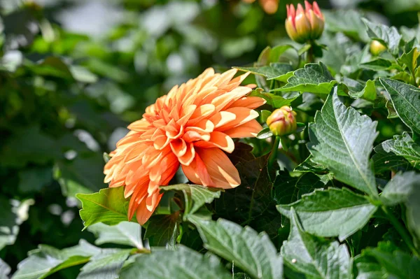 Flores de dahlia laranja em uma casa verde na Suécia — Fotografia de Stock